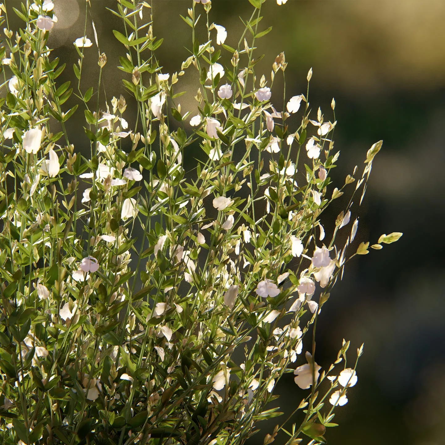 Nahaufnahme von Salbei in mediterraner Natur