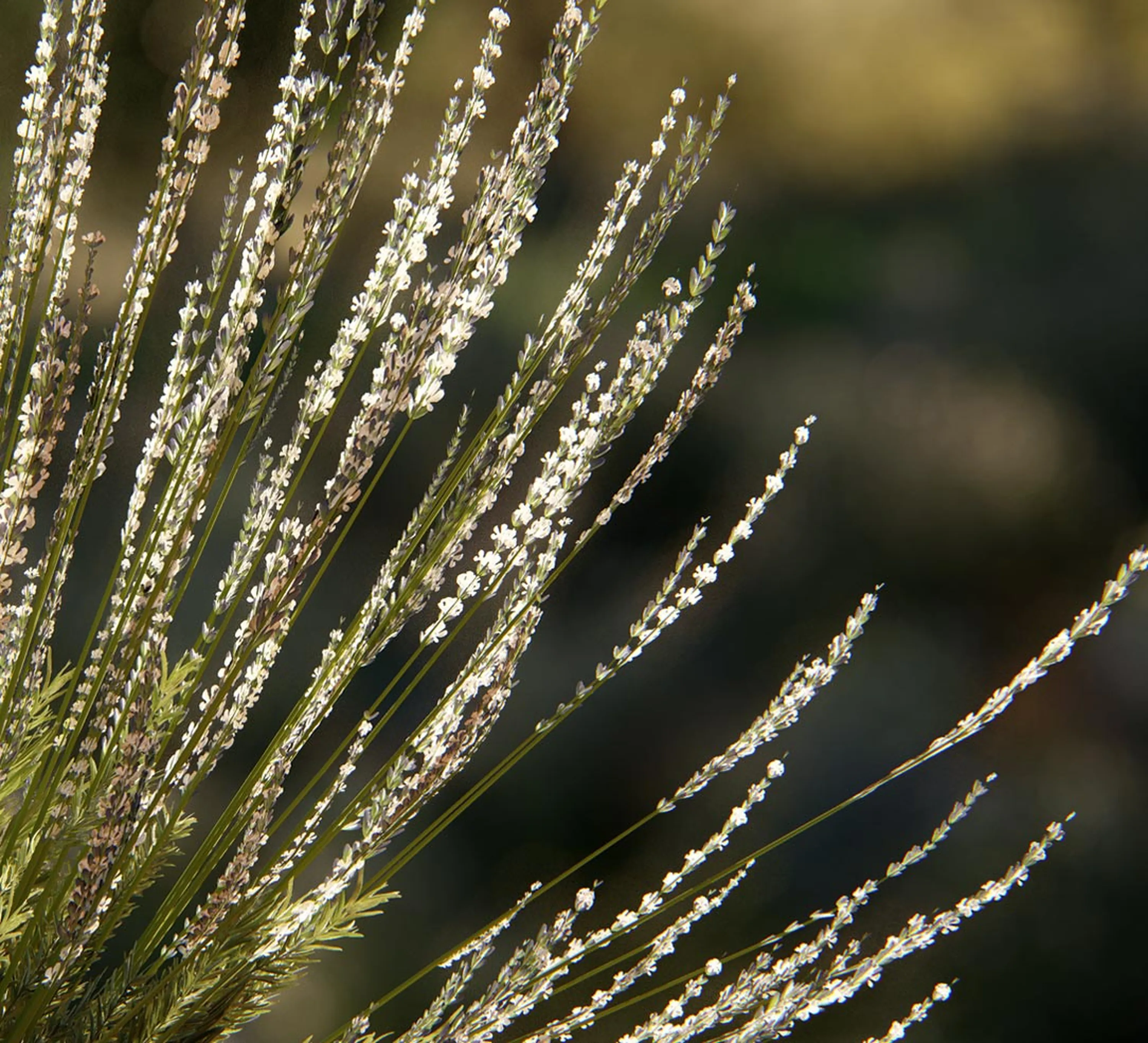 Herbstsalbei