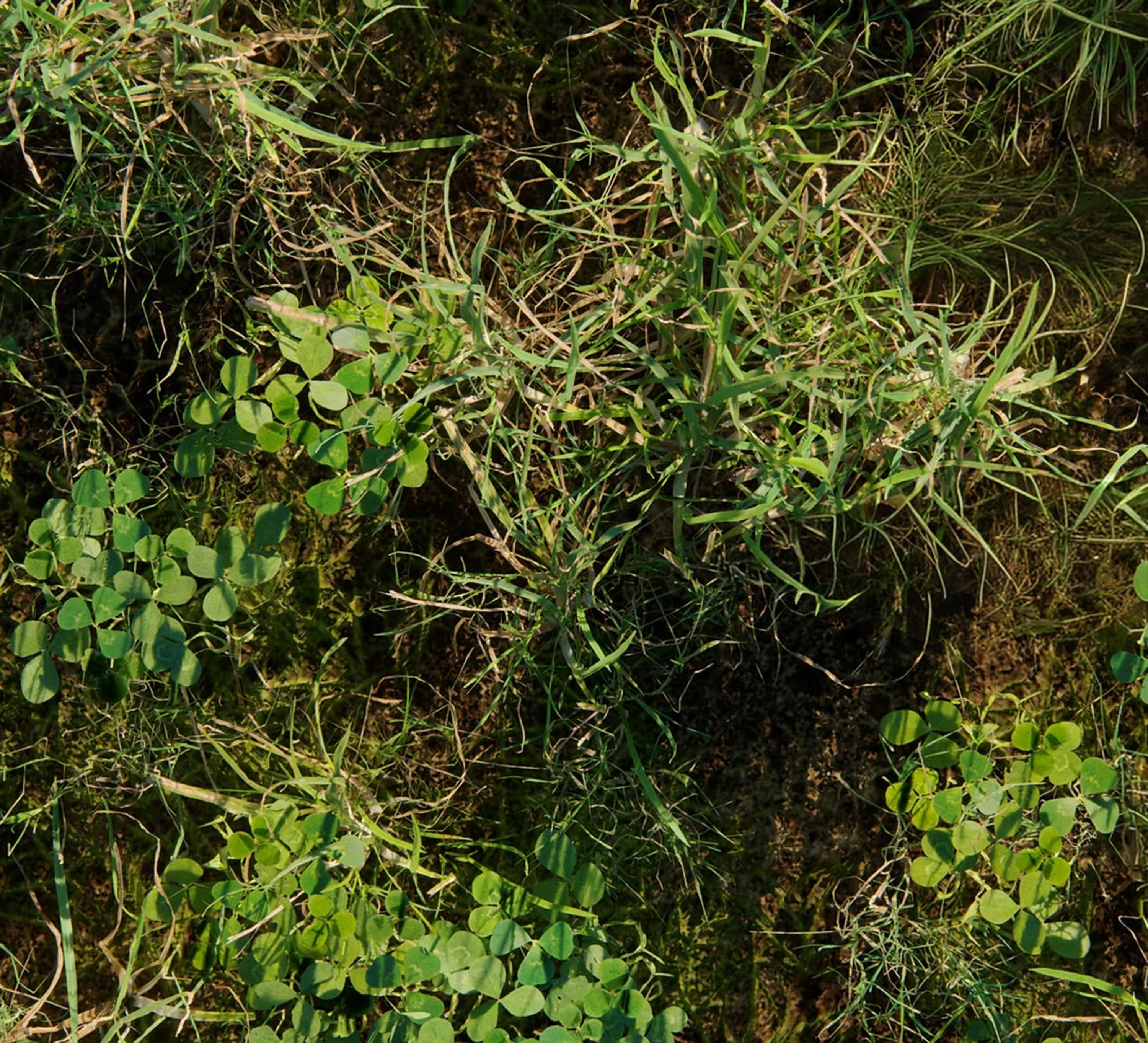 Nahaufnahme von Trifolium-Unkräutern