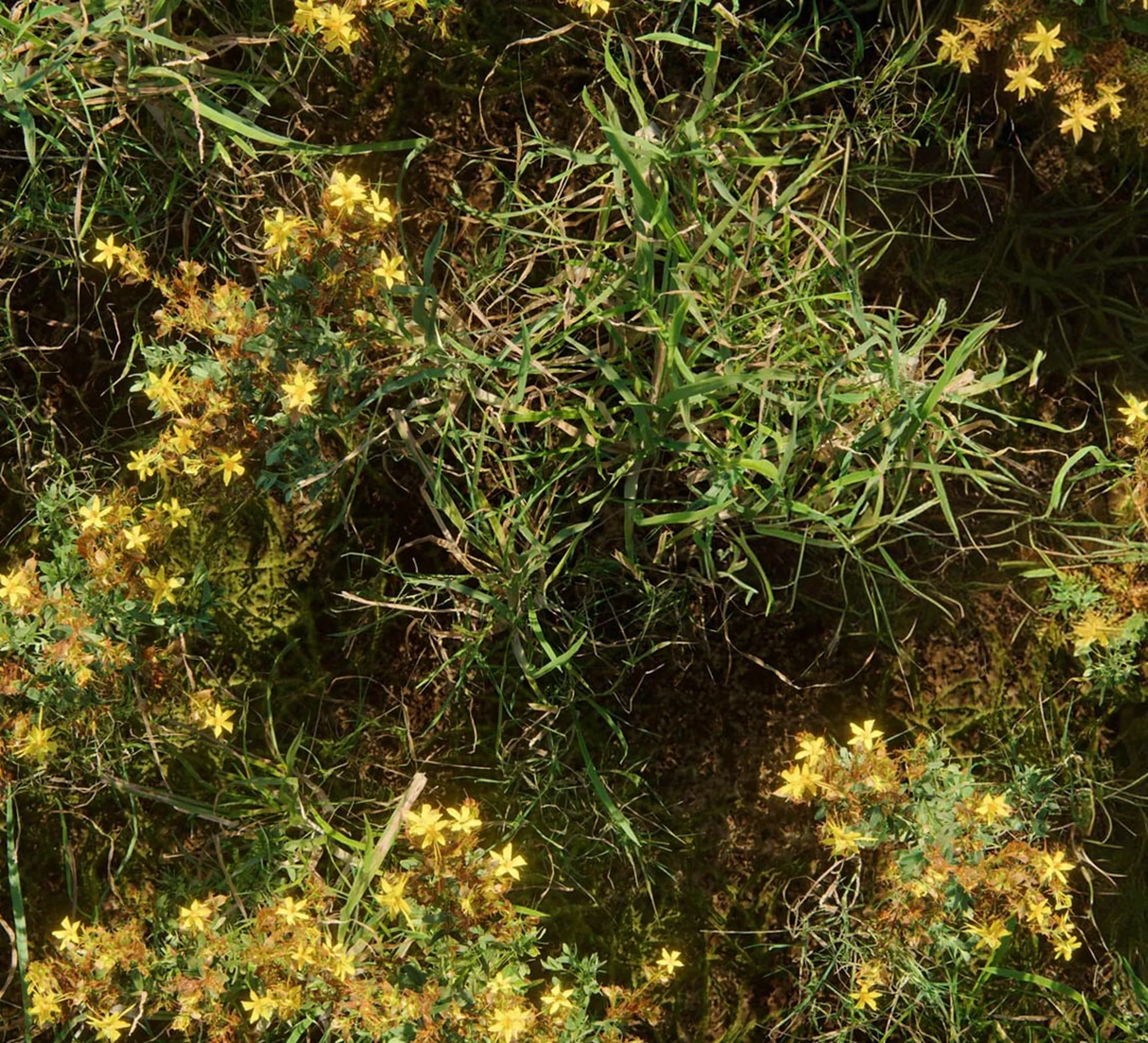 Nahaufnahme von gelben Unkräutern