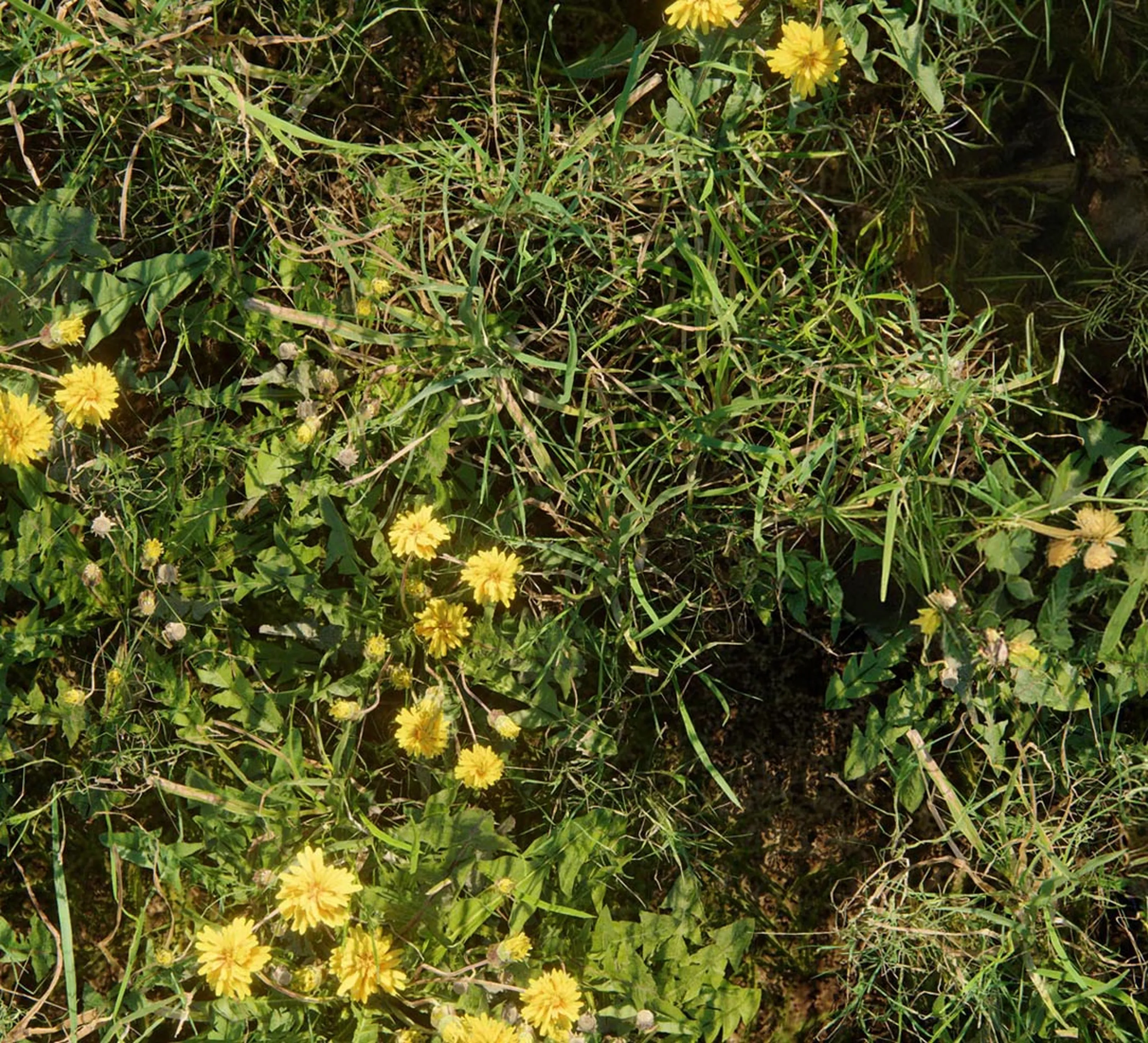 Fotogrammetrische Unkraut- und gelbe Blume Nahaufnahme