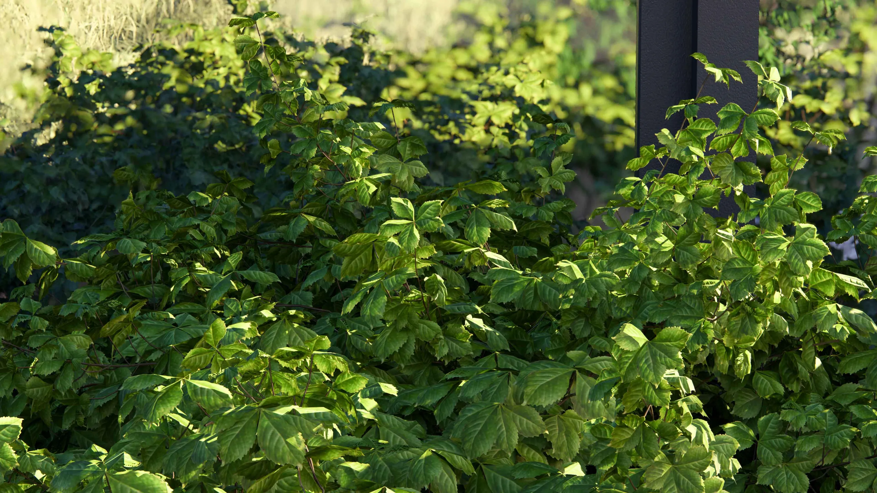 Raytracing Natur Virginia Creeper
